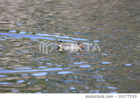 Cogamo (male) Cogamo (male) 10177559