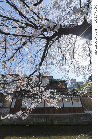 Gion Sakura in Shirakawa Gion Sakura in Shirakawa 10177650