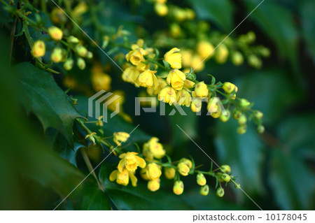 黃色Helianthinens綻放 黃色Helianthinens綻放 10178045