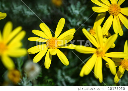 黃色Lilyop的雛菊花 黃色Lilyop的雛菊花 10178050