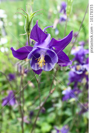 Beautiful flower of Aquilegia 10178355
