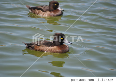 Swimmers kinkrochiro 10178386