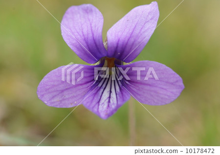 Up to Nojisure 10178472