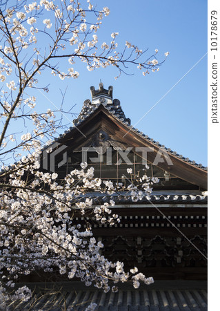 Nanzenji Hall and Sakura 10178679