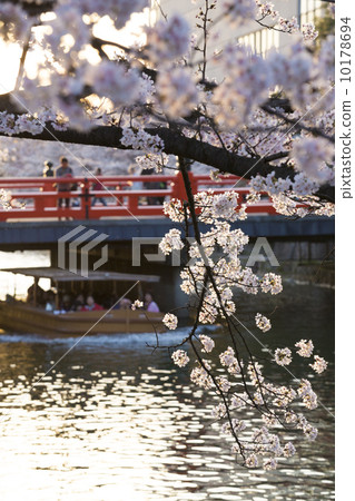 櫻花和岡崎公園的遊船 10178694