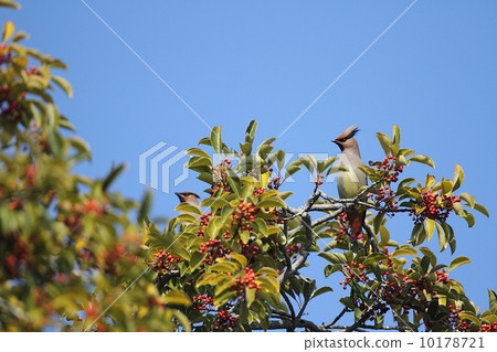 Hirenjak(日本雀) Hirenjak(日本雀) 10178721