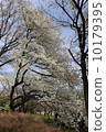 cherry blossom, cherry tree, domestic 10179395