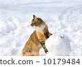 Maine Coon in the snow 10179484