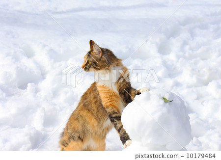 Maine Coon in the snow Maine Coon in the snow 10179484
