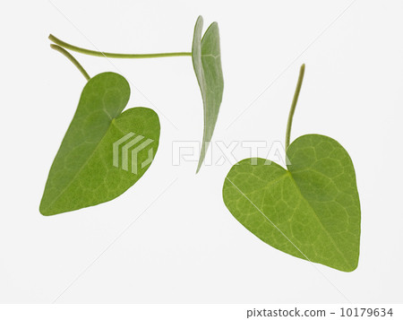 Heart shaped leaf 10179634