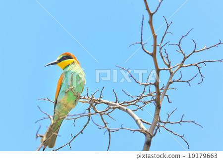 european bee-eater (Merops Apiaster) outdoor 10179663