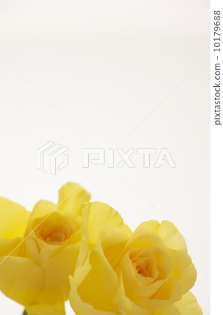 玫瑰花 10179688