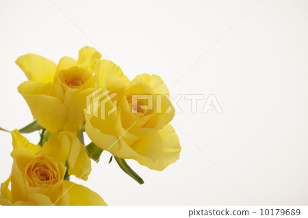 玫瑰花 玫瑰花 10179689