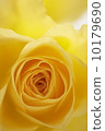 Rose flower 10179690