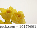 Rose flower 10179691