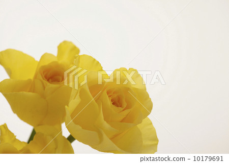 玫瑰花 玫瑰花 10179691
