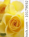 Rose flower 10179692