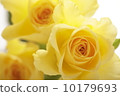 Rose flower 10179693