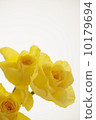 Rose flower 10179694