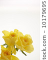Rose flower 10179695