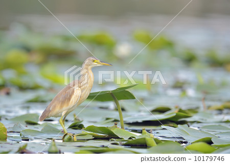 Squacco Heron (Ardeola ralloides) 10179746
