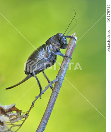 Bradyporus dasypus 10179753