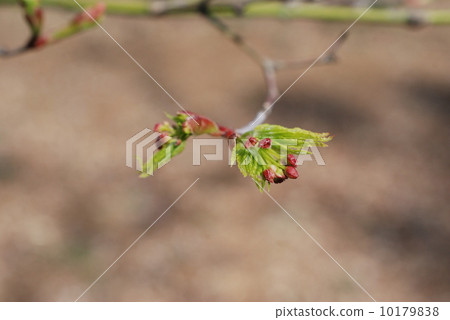 Iroha秋葉芽 Iroha秋葉芽 10179838