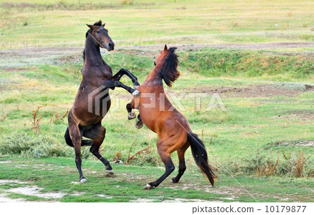 fight of horses fight of horses 10179877