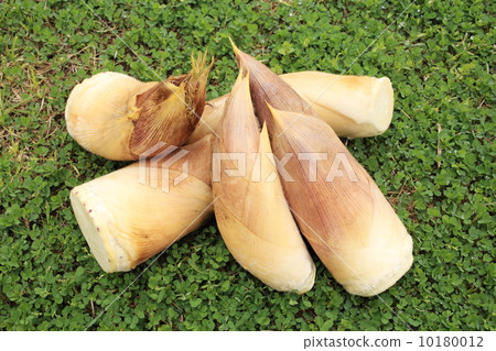 早上挖竹筍 10180012