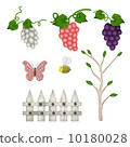 Grape (grapes) 10180028