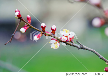 Apricot tree flower Apricot tree flower 10180129