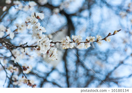 Apricot tree flower 10180134