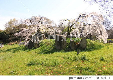 Sak市大仙公園的櫻花 10180194