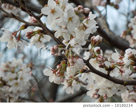 Cherry Blossoms Cherry Blossoms 10180214