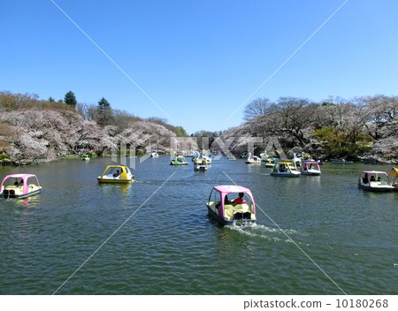 井之頭公園的櫻花(從七井橋看) 井之頭公園的櫻花(從七井橋看) 10180268