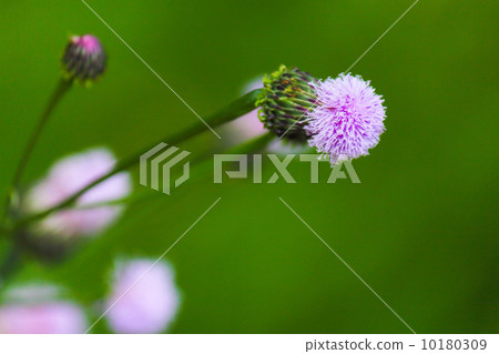 薊 薊 10180309