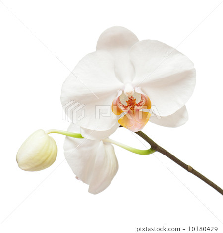 White orchid isolated on white background. 10180429
