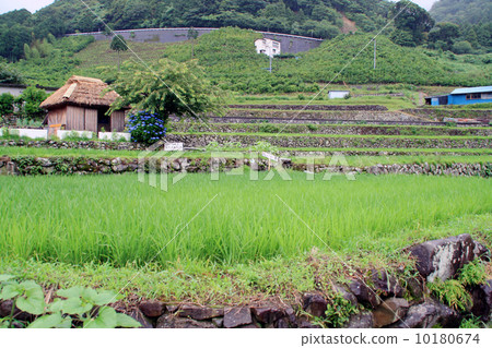 Terraced rice terrace and milled rice shop in Shizuoka / Kitayama Terraced rice terrace and milled rice shop in Shizuoka / Kitayama 10180674