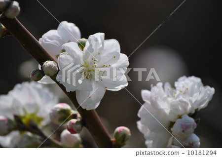 Genpe桃子白花 10181294