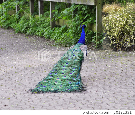 Peacock Peacock 10181351