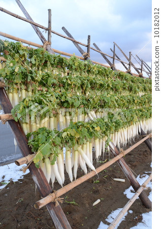 Radish [side] 10182012