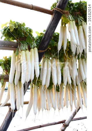 Radish [vertical] 10182014