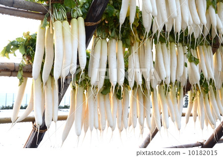 Radish [side] 10182015