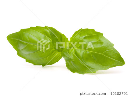 Sweet basil leaves 10182791