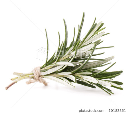 rosemary herb spice leaves isolated on white background cutout rosemary herb spice leaves isolated on white background cutout 10182861