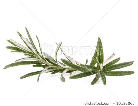 rosemary herb spice leaves isolated on white background cutout rosemary herb spice leaves isolated on white background cutout 10182863