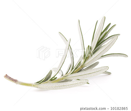 rosemary herb spice leaves isolated on white background cutout rosemary herb spice leaves isolated on white background cutout 10182865
