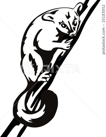 Possum on Branch 10183052