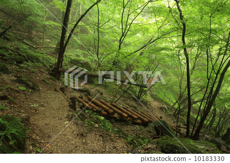 Ogakigawa山谷的新鮮綠色 Ogakigawa山谷的新鮮綠色 10183330