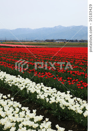 在新潟的鬱金香領域 在新潟的鬱金香領域 10183429